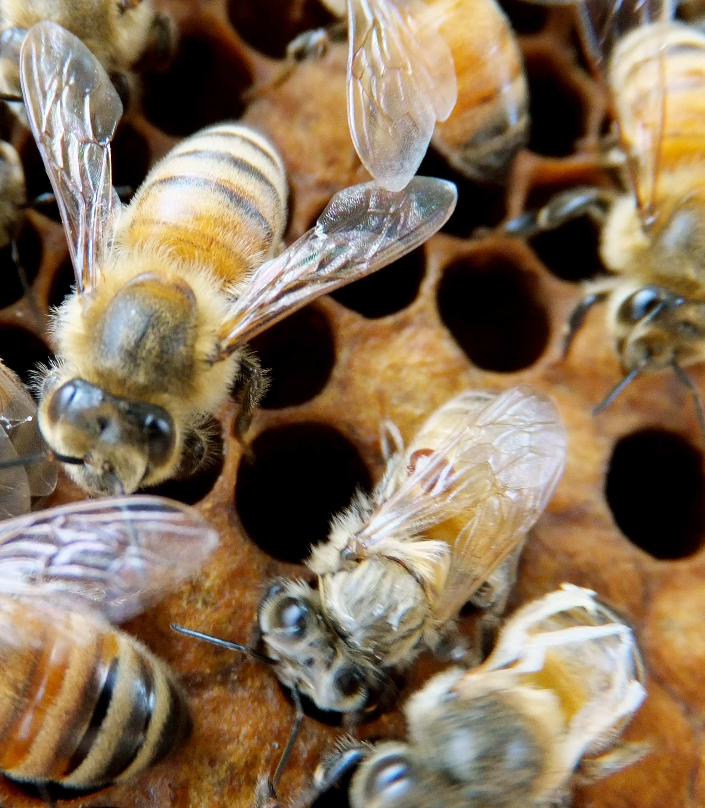 Тропилелапсоз пчел. Пчелиный клещ варроа. Клещ варроа на пчеле. Варроатоз болезнь пчел. Клещи варроа у пчел.